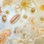 Vai ķirbju sēklase pret parazītiem strādā?